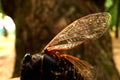 Cicada Cicadoidea CvrÃÂak Royalty Free Stock Photo